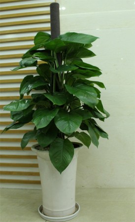 Lưu ý phong thủy khi trồng hoa trong nhà 1