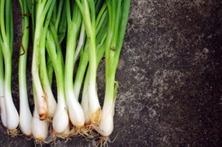 8 loại rau củ lý tưởng trồng trong nhà 2