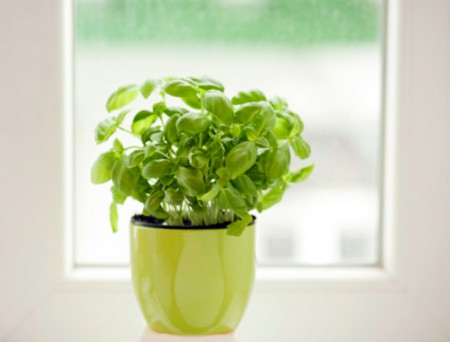 8 loại rau củ lý tưởng trồng trong nhà 4