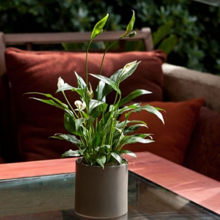 10 loại cây cảnh dễ trồng trong nhà 1