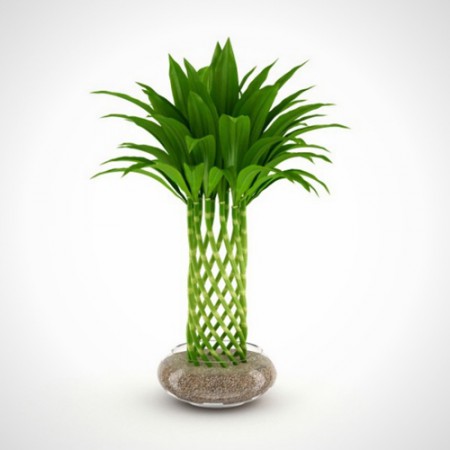 10 loại cây cảnh dễ trồng trong nhà 8