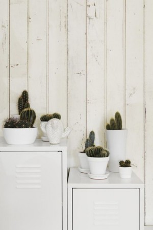 10 loại cây cảnh dễ trồng trong nhà 10